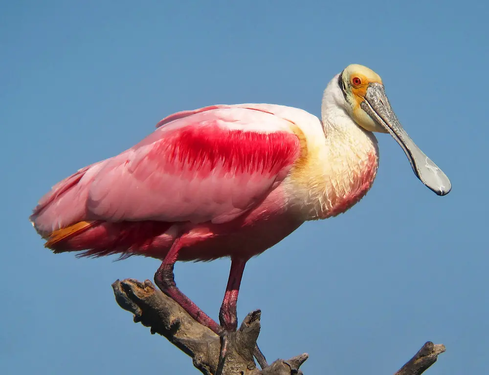 Roseate Spoonbill | BirdNote