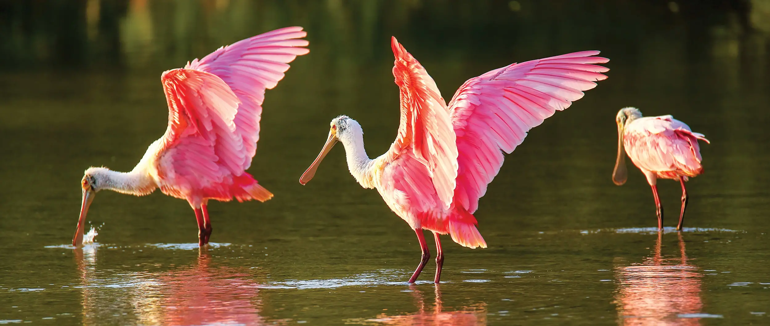 Roseate Spoonbill • Jekyll Island, Georgia • Vacation ...