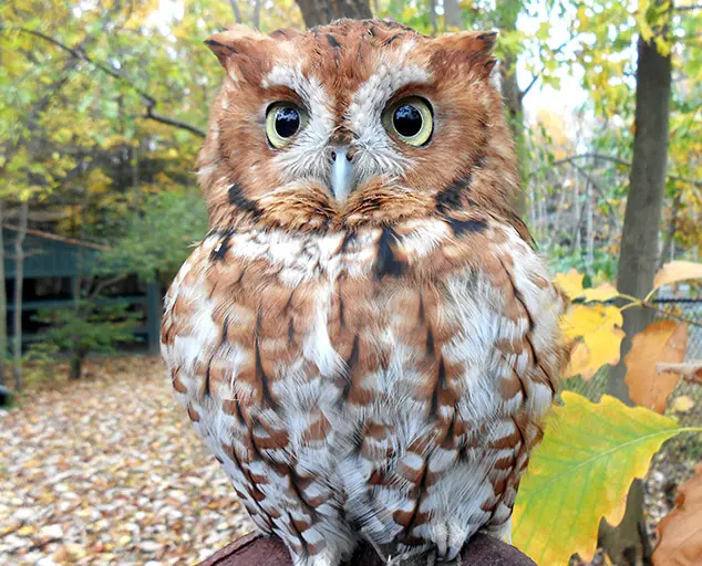 Getting to Know Eastern Screech Owls | Lake Metroparks