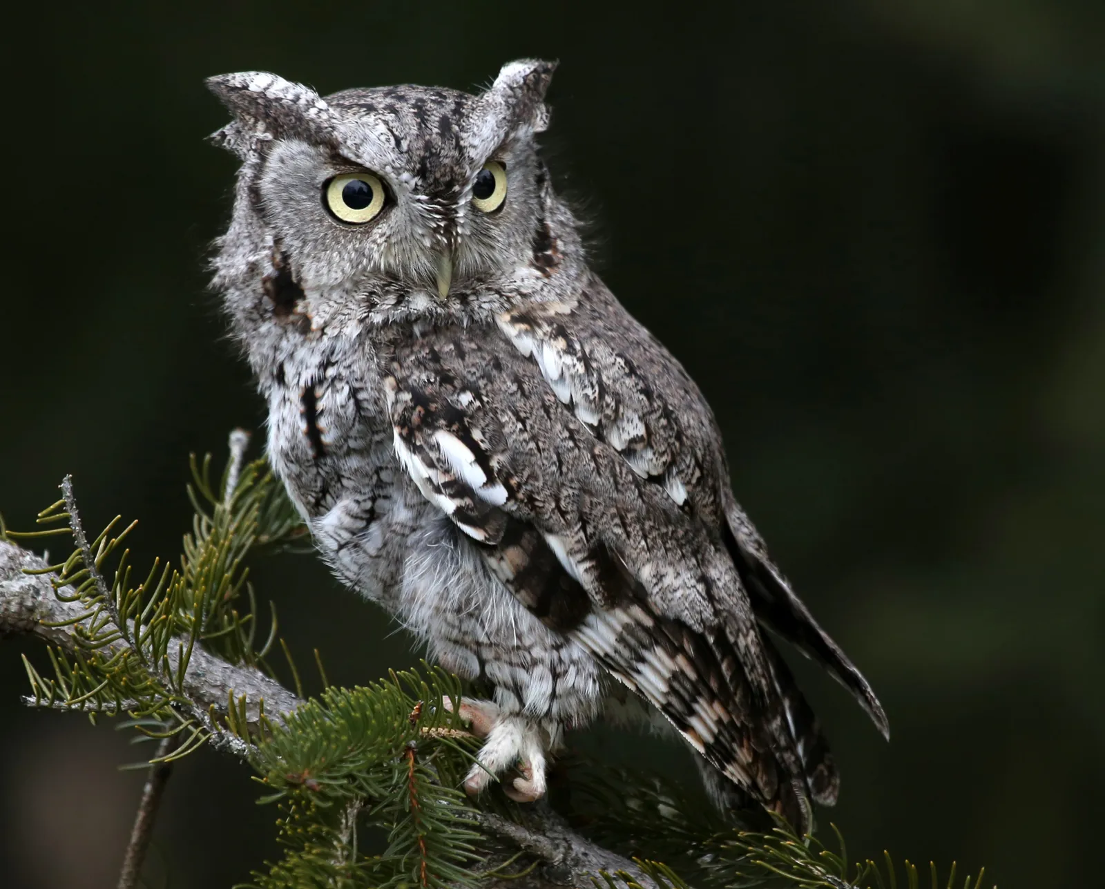 Screech owl | Size, Habitat, & Facts | Britannica