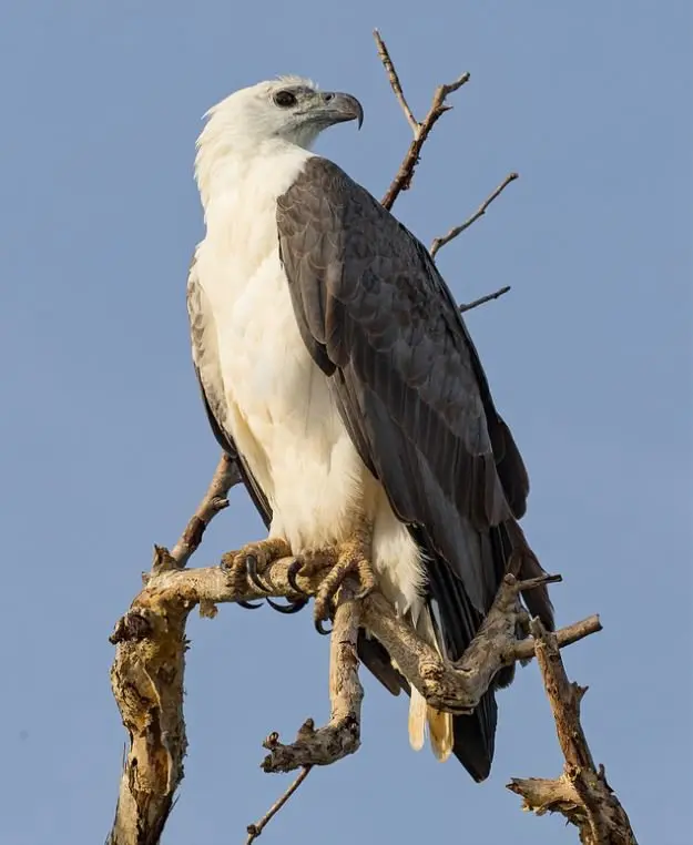 White-bellied Sea-Eagle - The Australian Museum