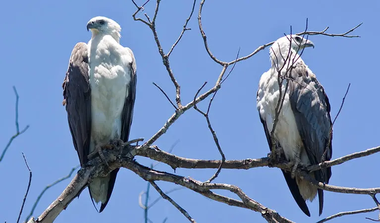 White-bellied sea eagle | Australian animals | NSW National ...