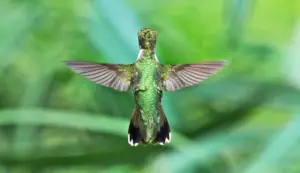 Hummingbirds Inspire Drone Design