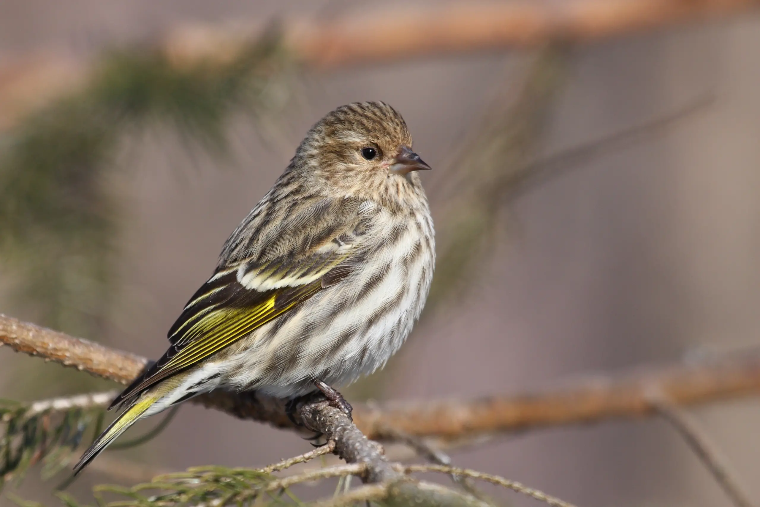 Pine siskin - Wikipedia