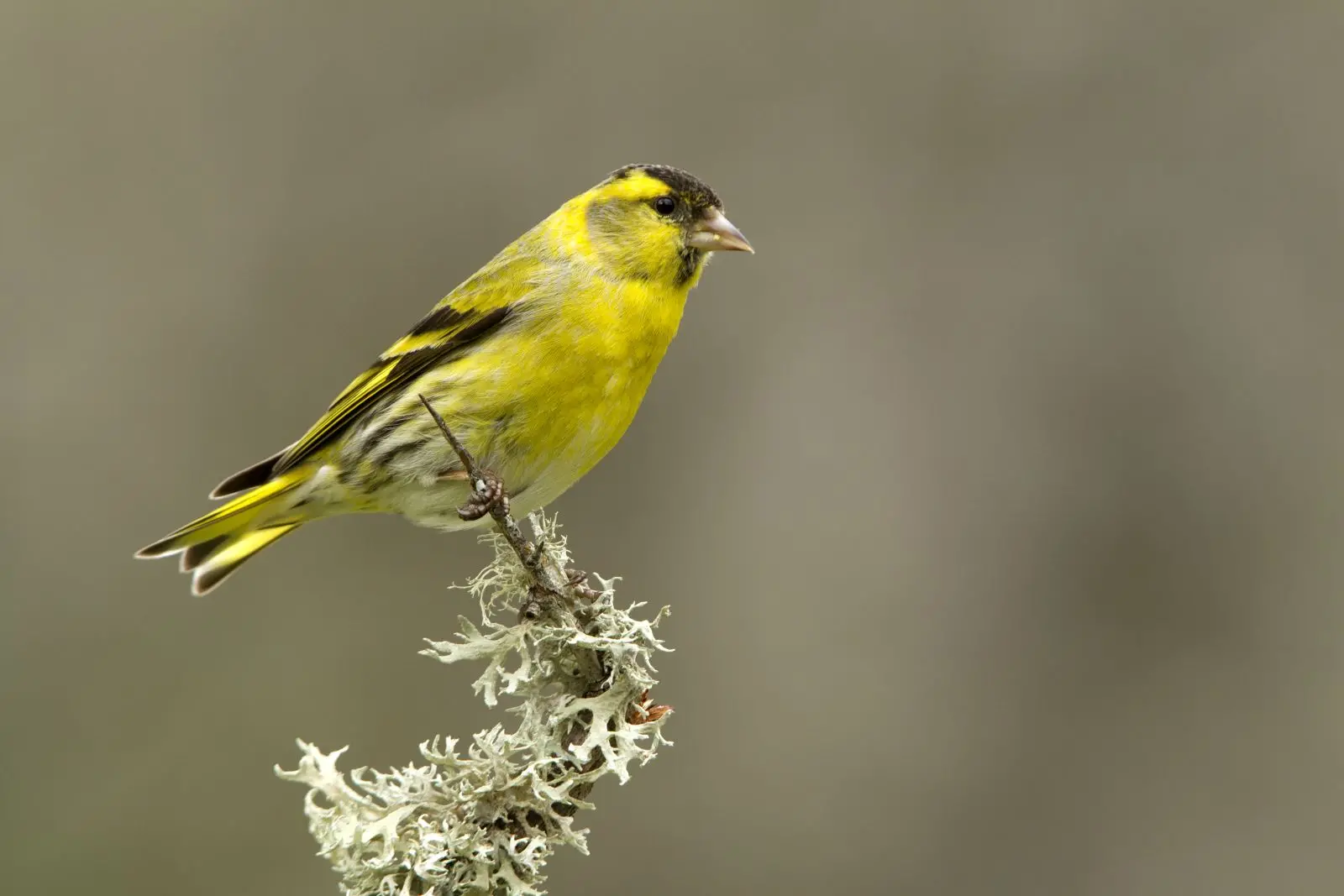 Siskin: song, breeding season & food - Plantura