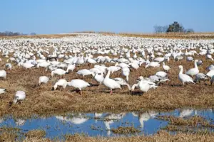 Snow Geese Feeding by Delmas Lehman