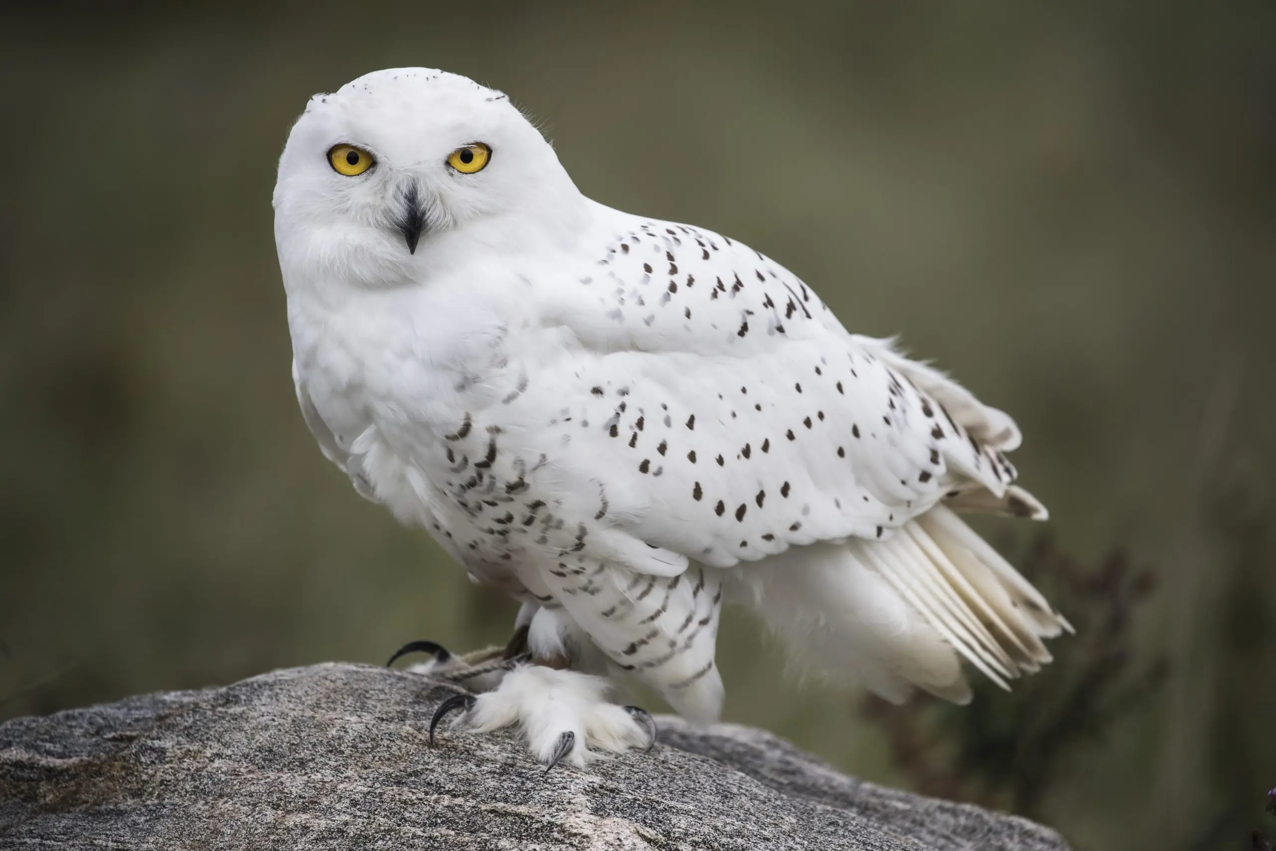 Harpswell Naturalist: Snowy owl - The Harpswell Anchor