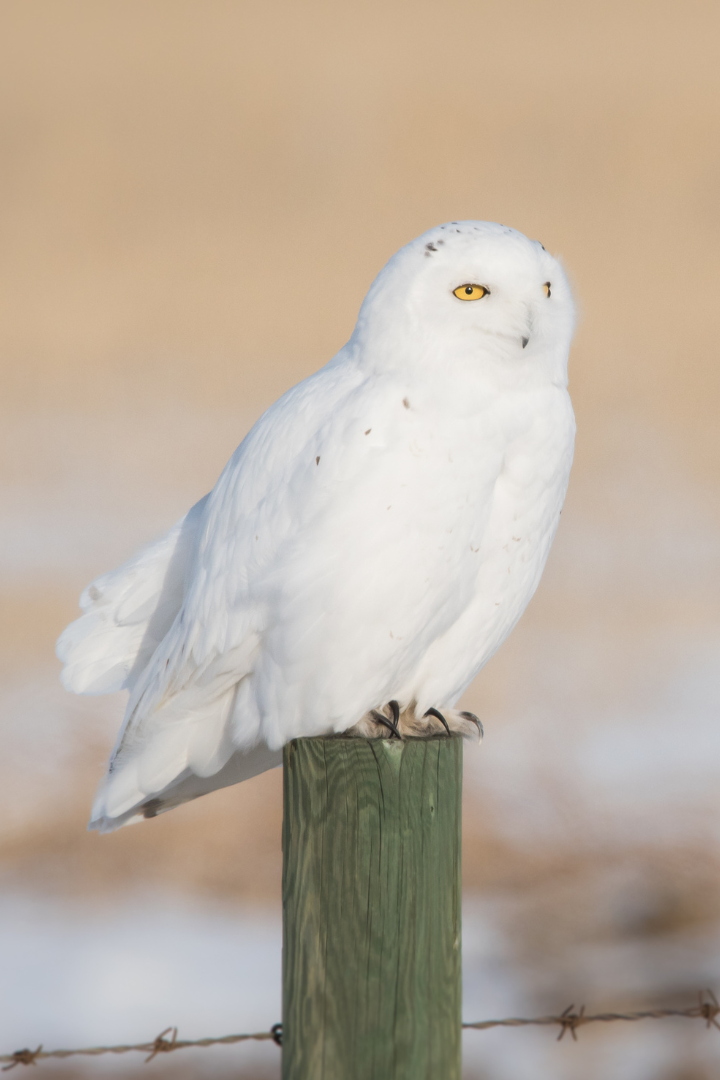 Snowy owl | The Raptor Center