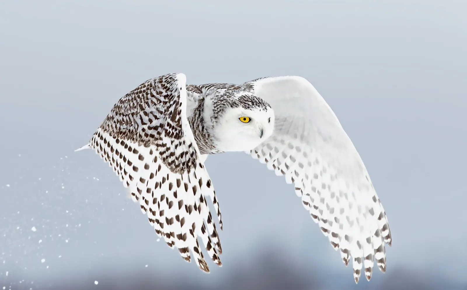 Secrets of the Snowy Owl: Habitat, Adaptations, and Other Facts