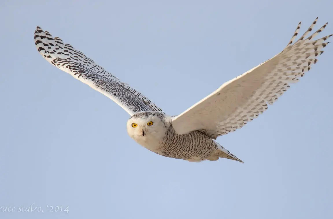 Snowy Owls: One of our Favorite Winter Visitors - Fire ...