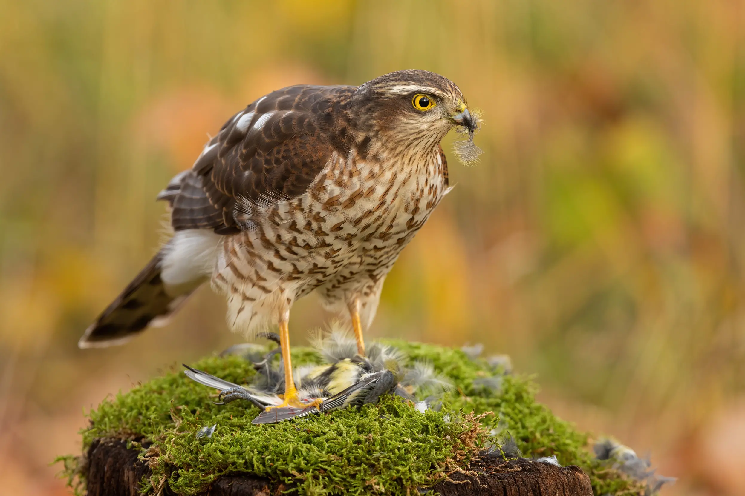 Sparrowhawk Bird Facts | Accipiter Nisus