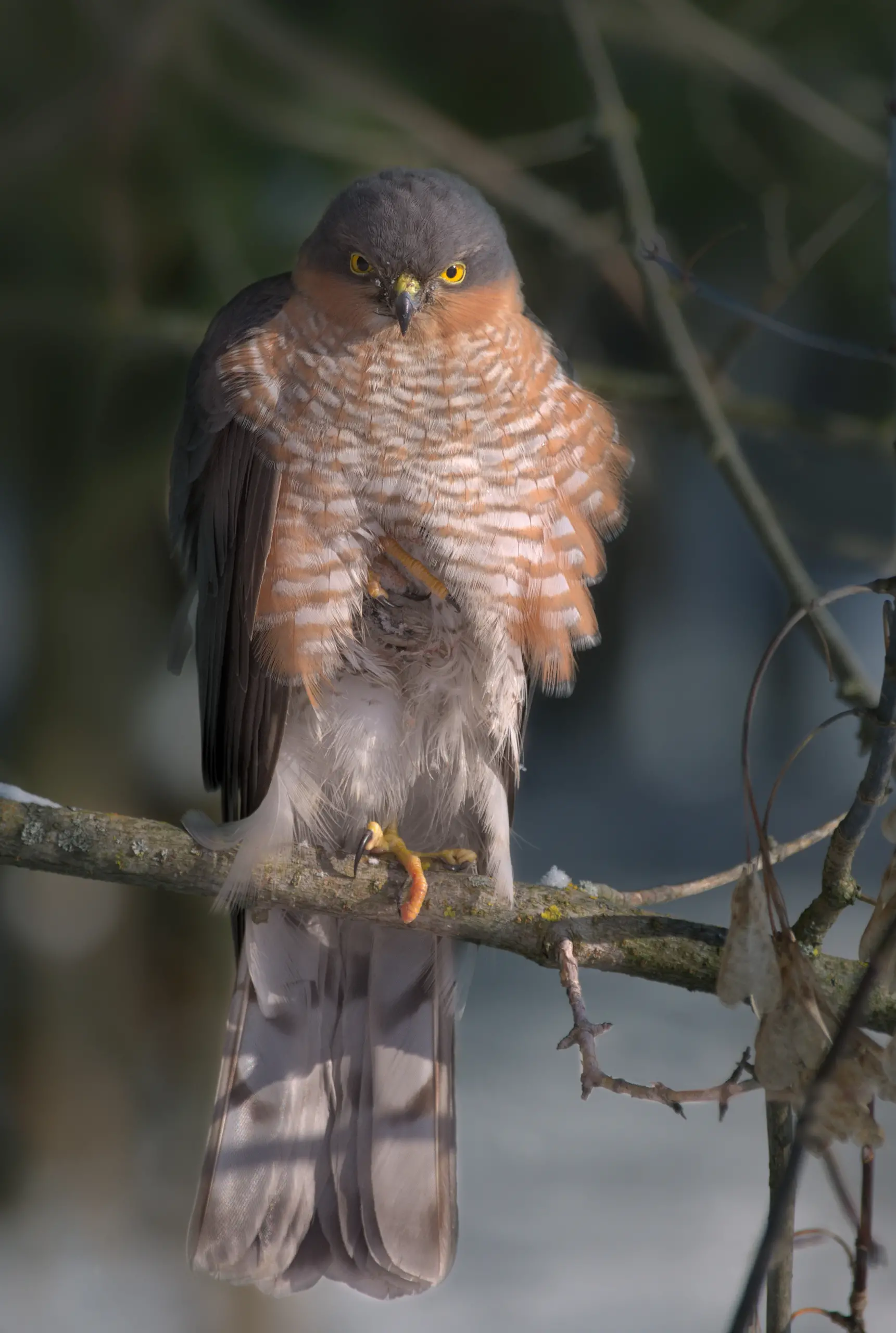 Eurasian sparrowhawk - Wikipedia