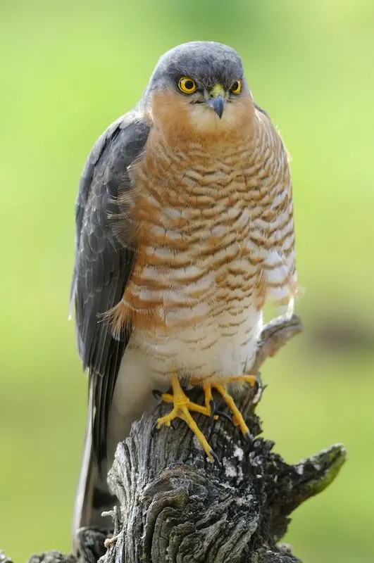 Sparrowhawk Facts - Sparrowhawk Information : Twootz.com