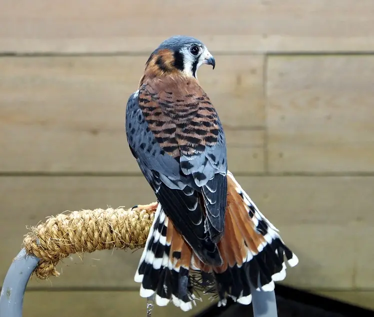 Sparrow Hawks: Distinctive Traits, Hunting Mastery, and Their Role in Culture