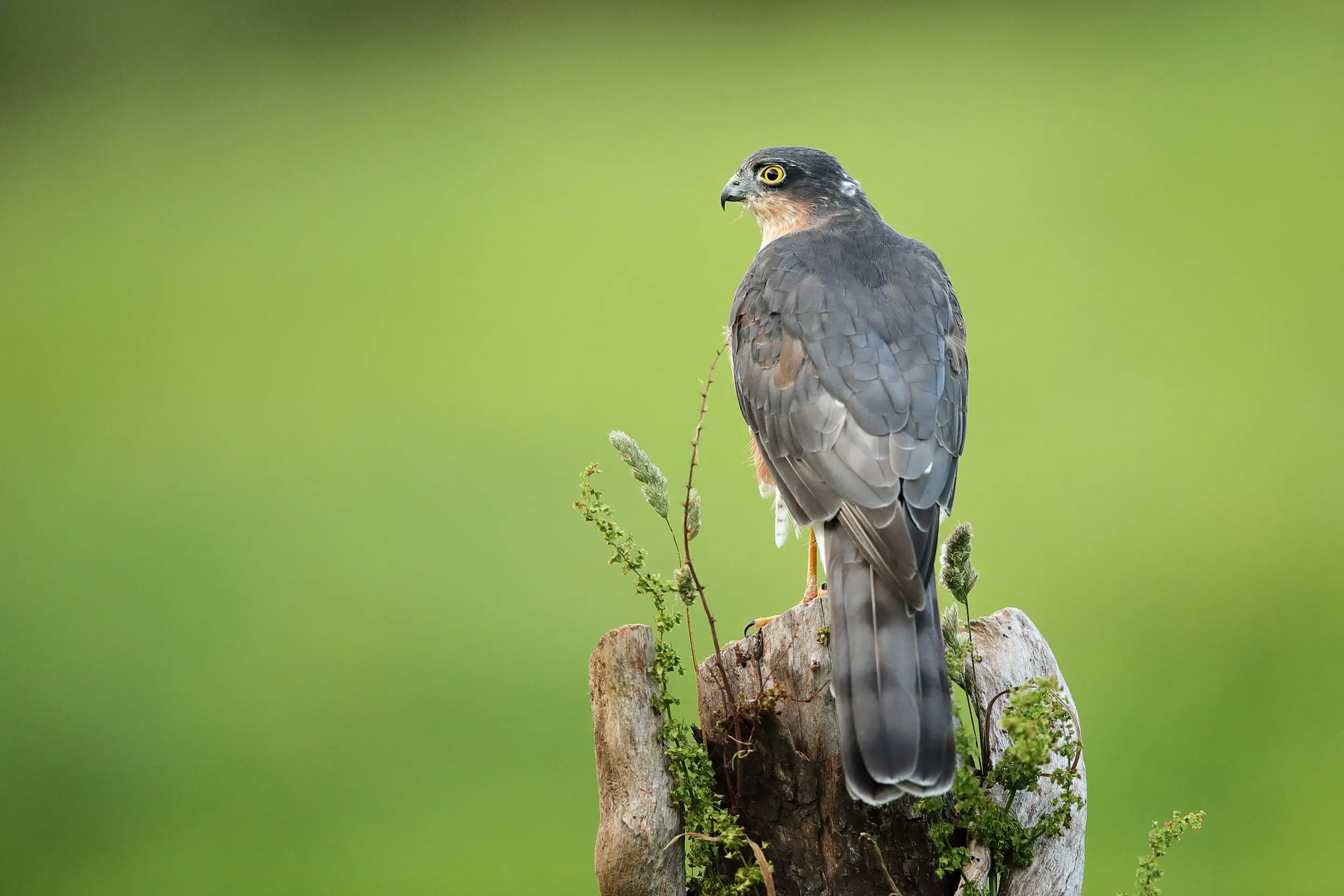 Sparrow Hawks: Distinctive Traits, Hunting Mastery, and Their Role in Culture