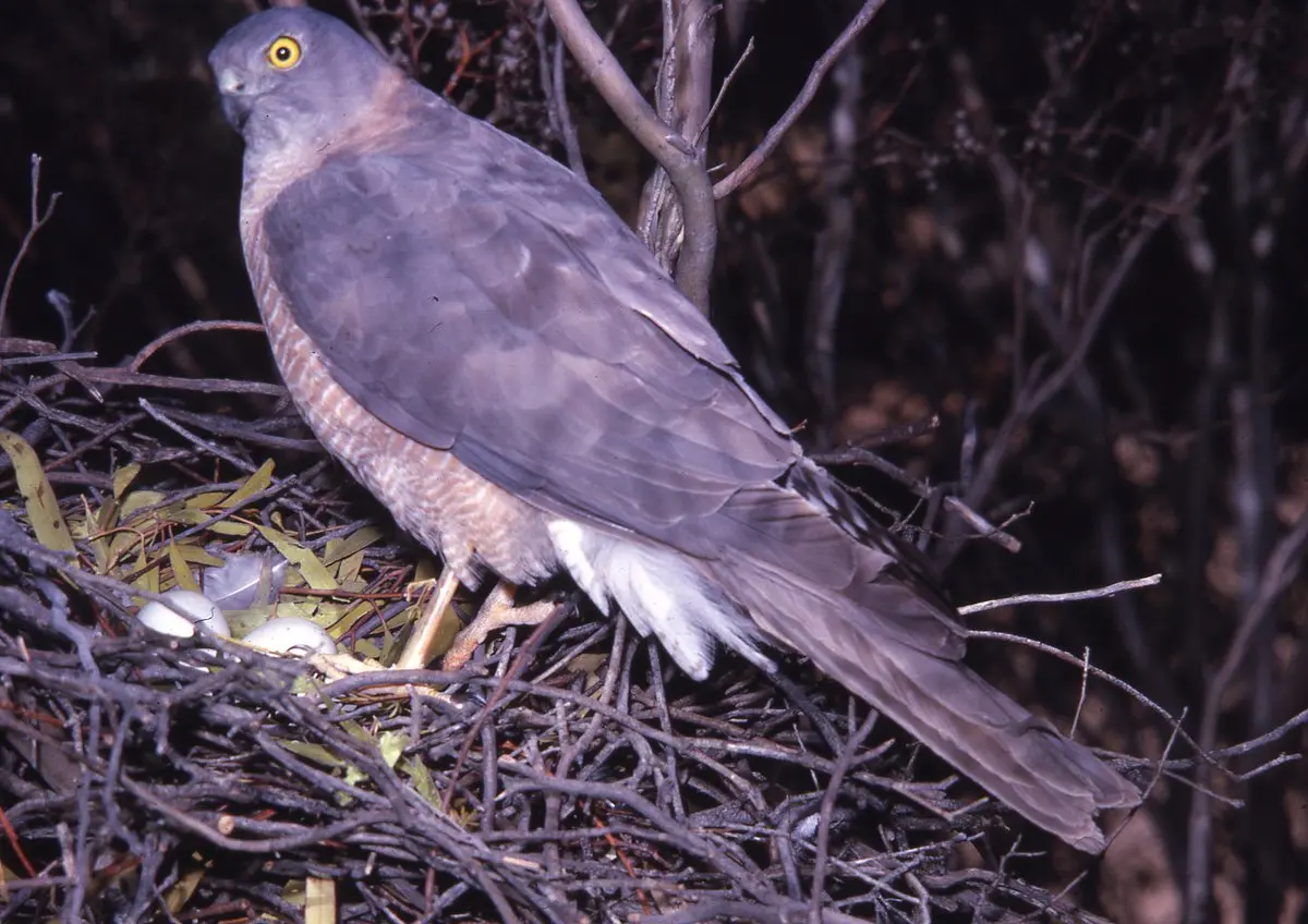 Collared Sparrowhawk - The Australian Museum