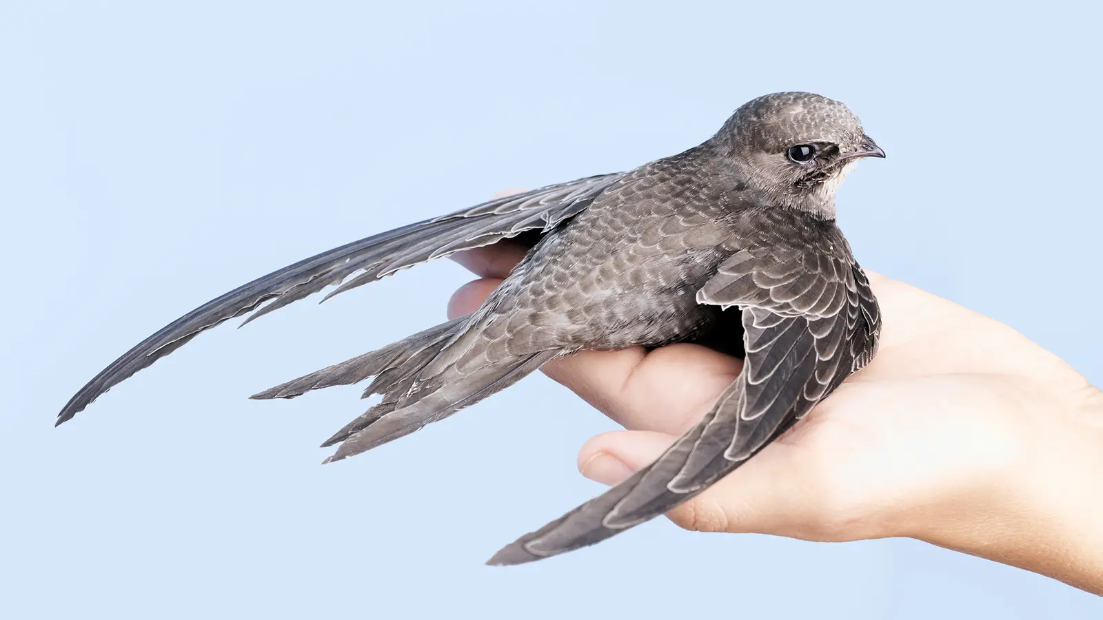 This Tiny Swift Bird Can Fly for 10 Months Without Landing ...