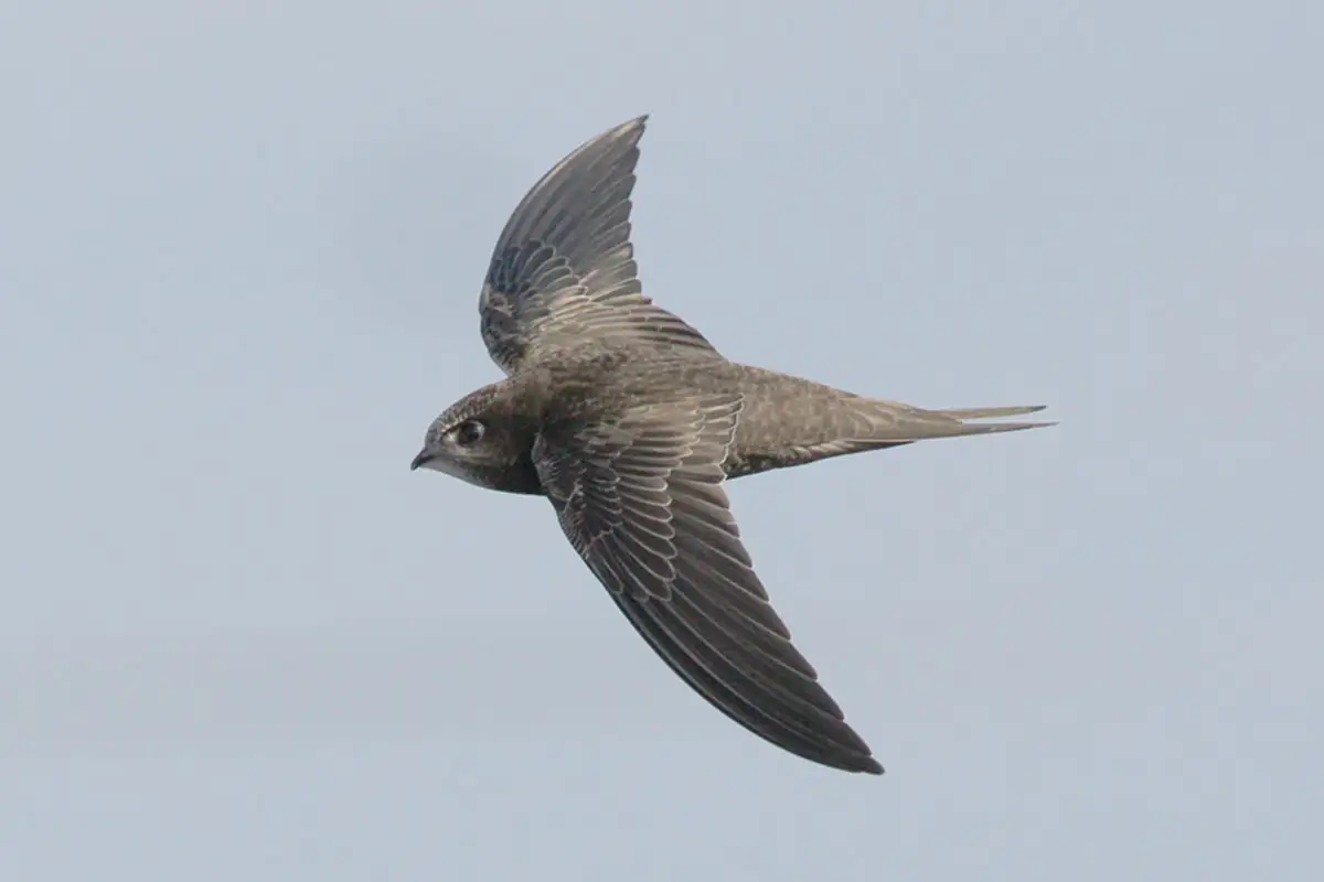 Swifts break record by staying aloft for 10 months at a time ...