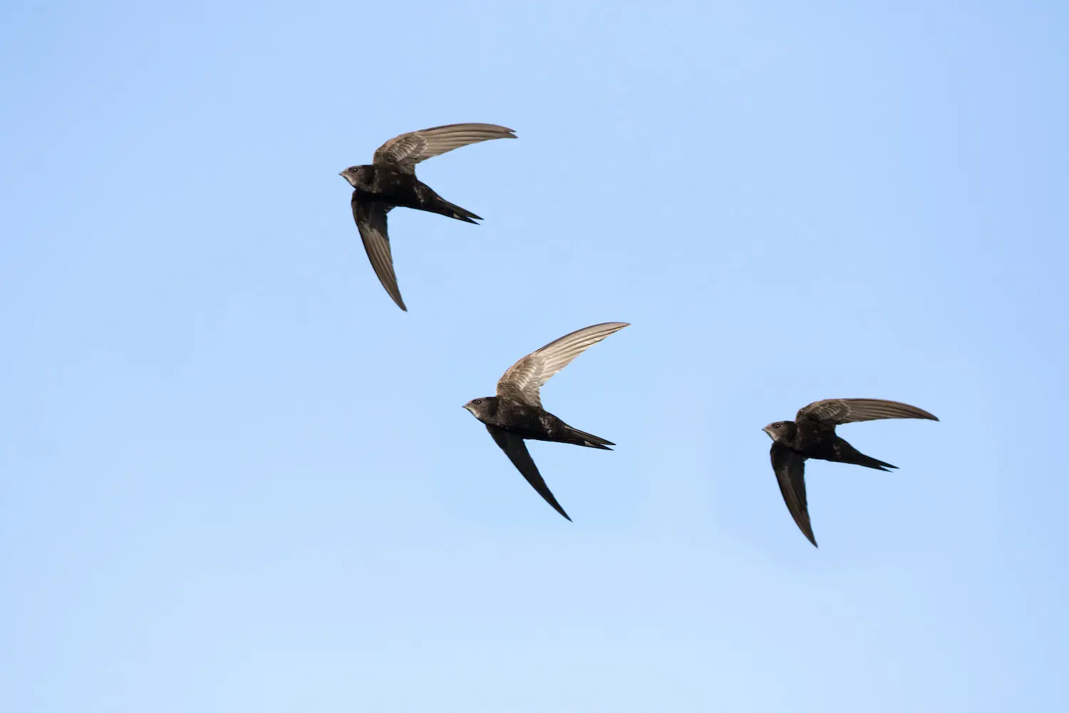 Common swift: habitat, food, breeding & more - Plantura