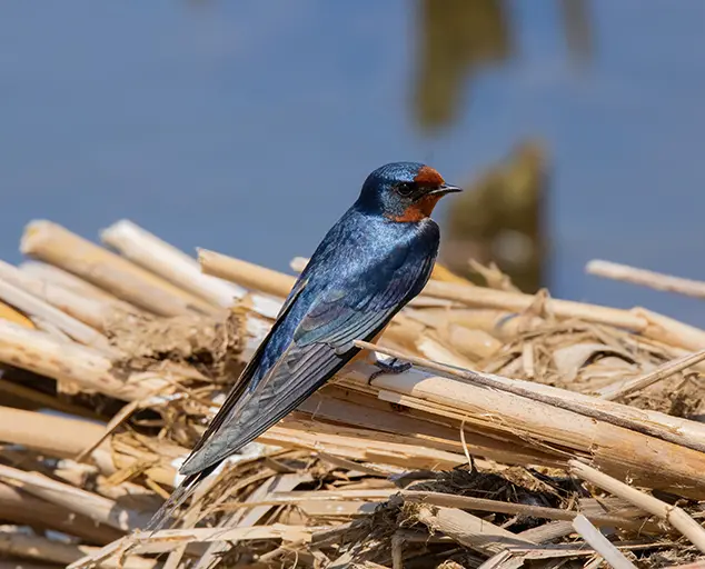 Swifts & Swallows | Lake Metroparks