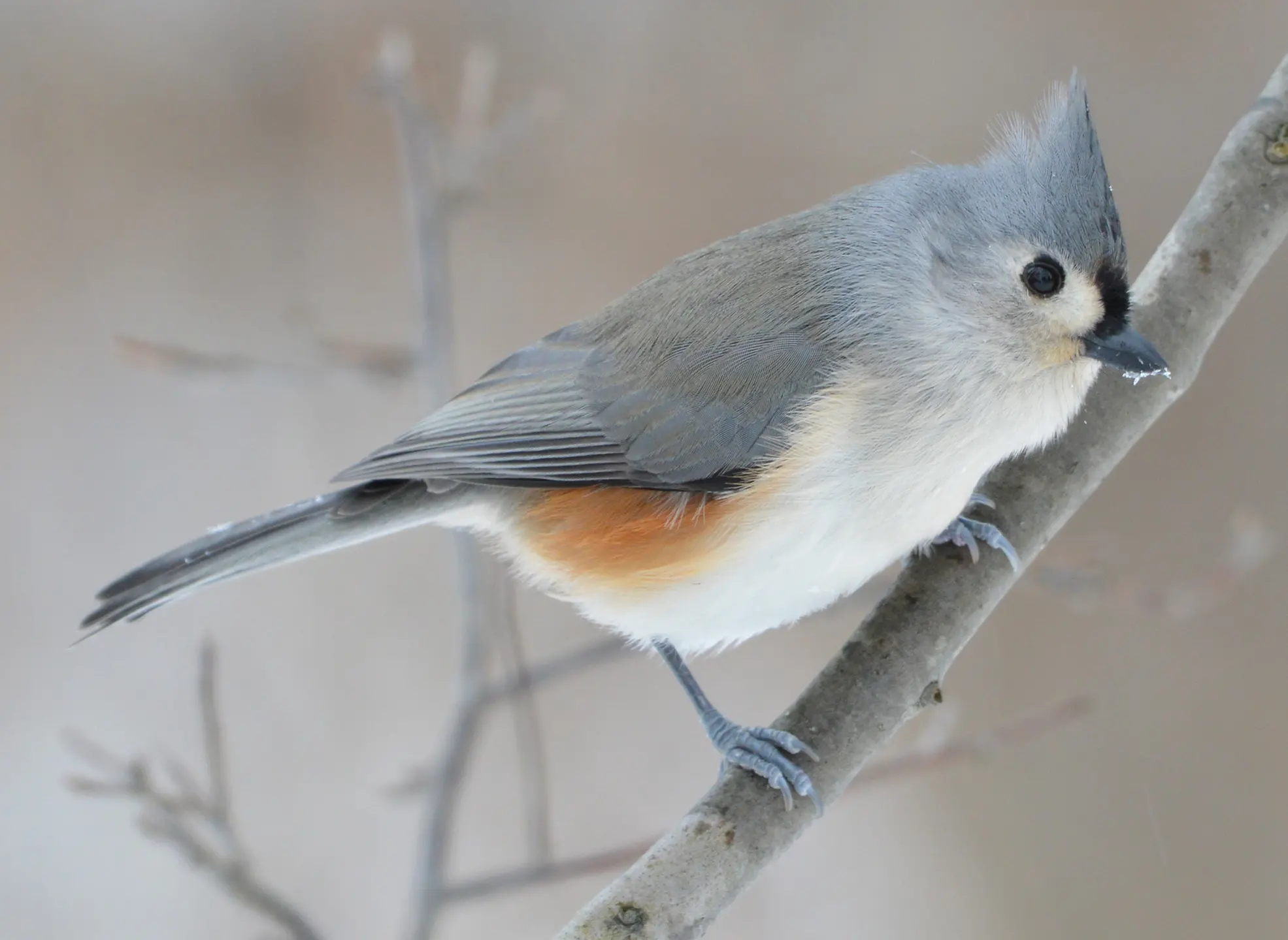 Tufted titmouse - Wikipedia