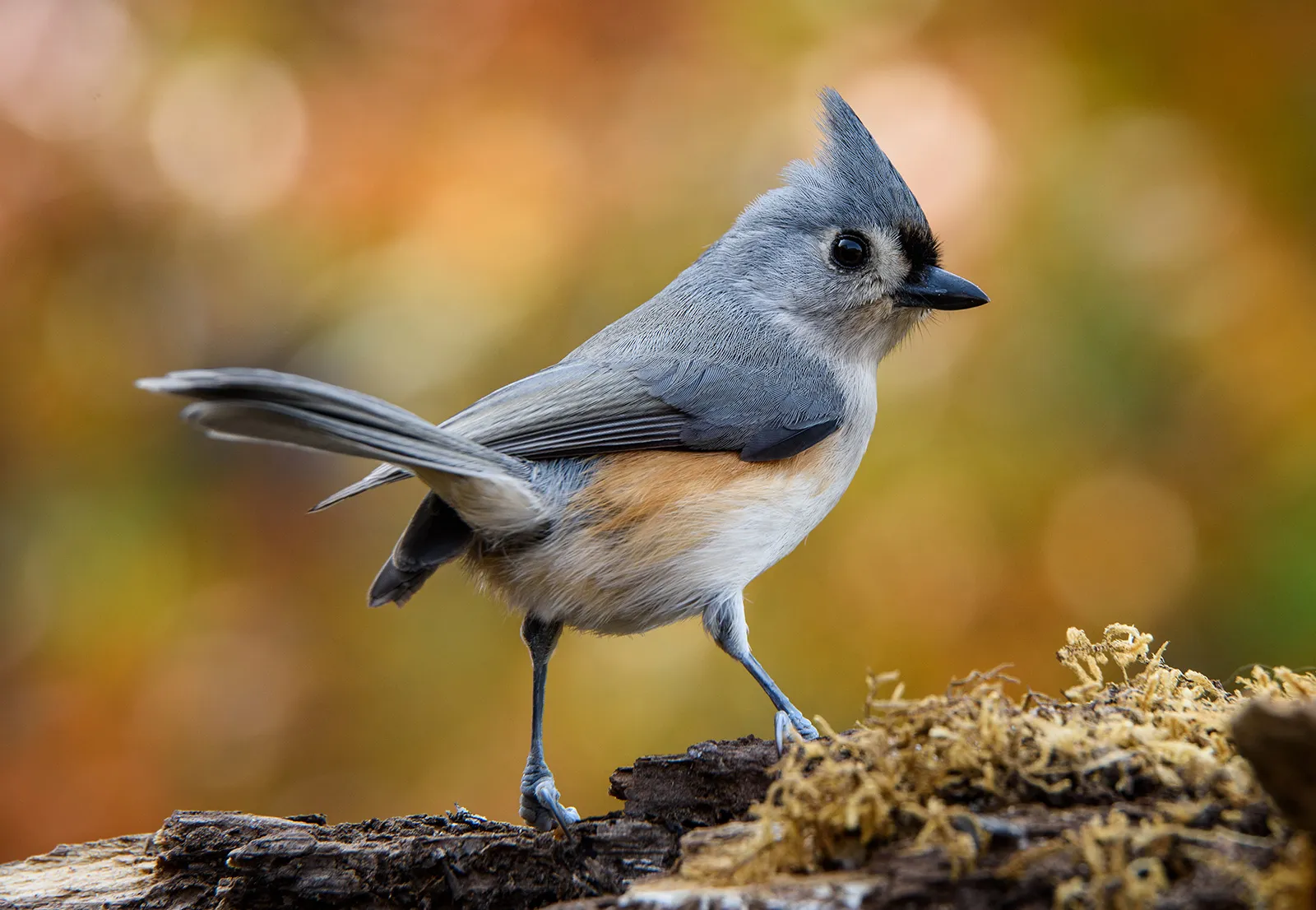 Titmouse | Range & Facts | Britannica