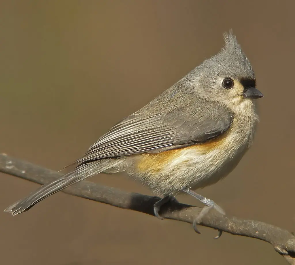 Tufted Titmouse | Celebrate Urban Birds