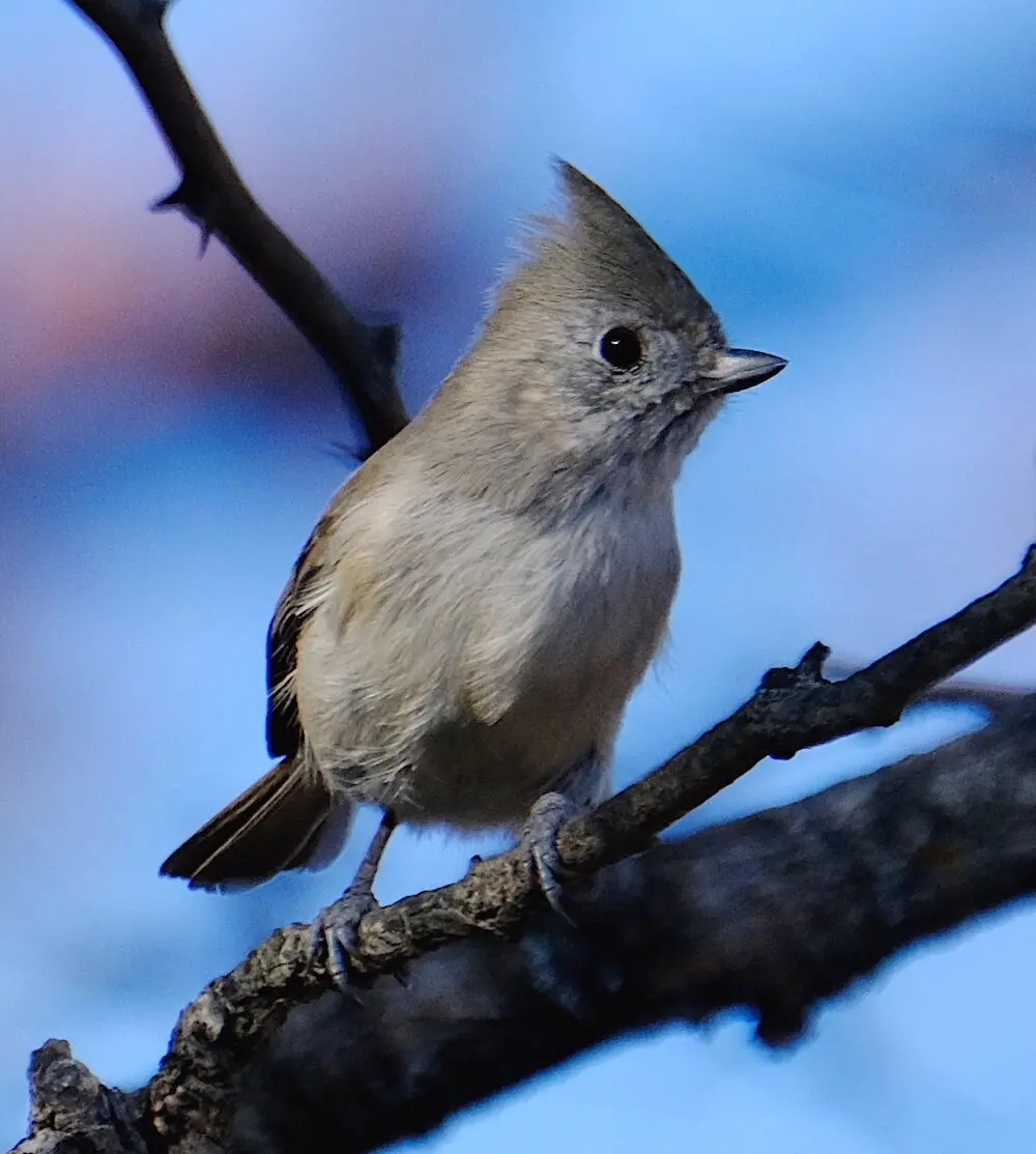 Oak Titmouse — Santa Clara Valley Bird Alliance