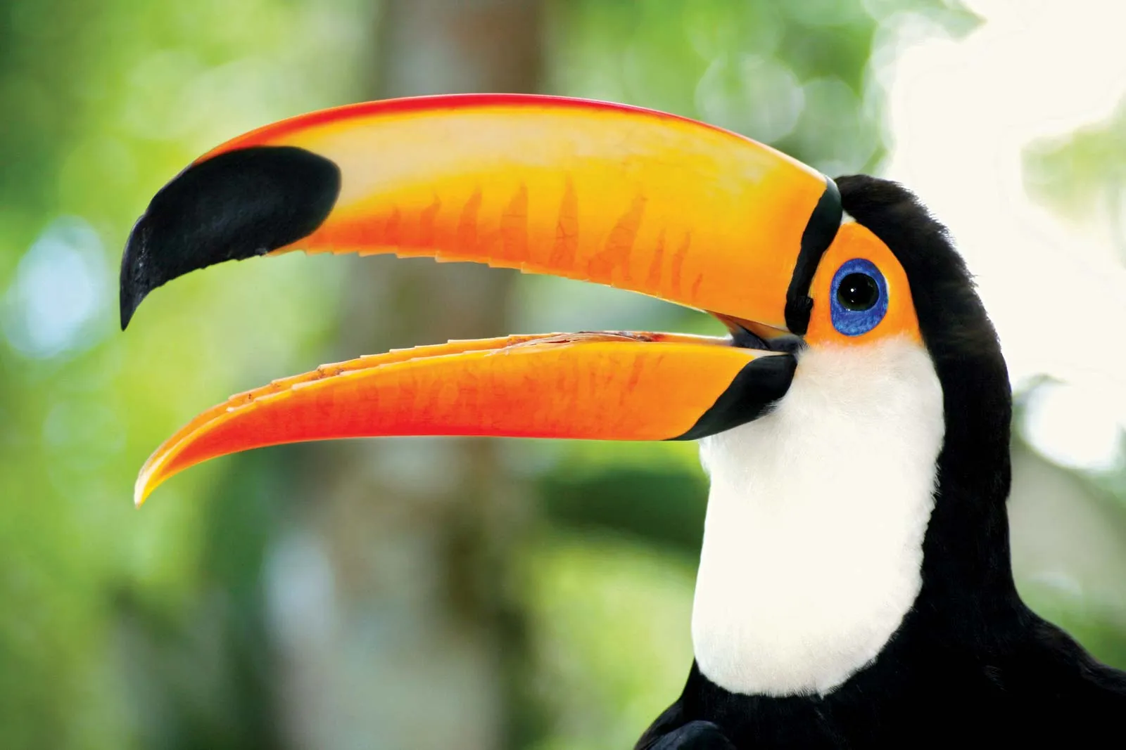 Toucan | Brightly Colored Bird of the Neotropics | Britannica