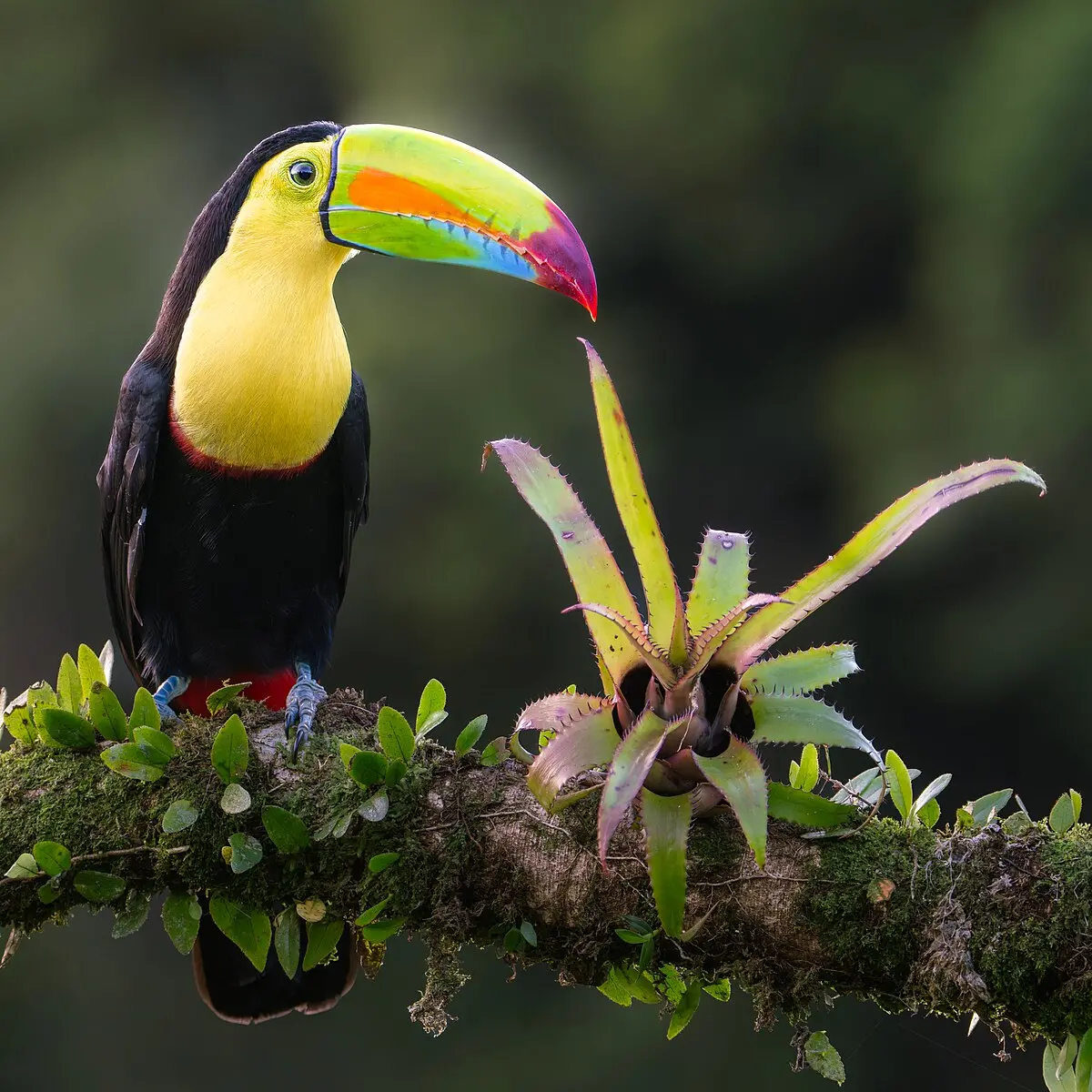 Keel-billed toucan - Wikipedia