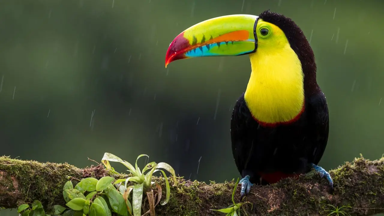 Toucan Fact Sheet | Blog | Nature | PBS