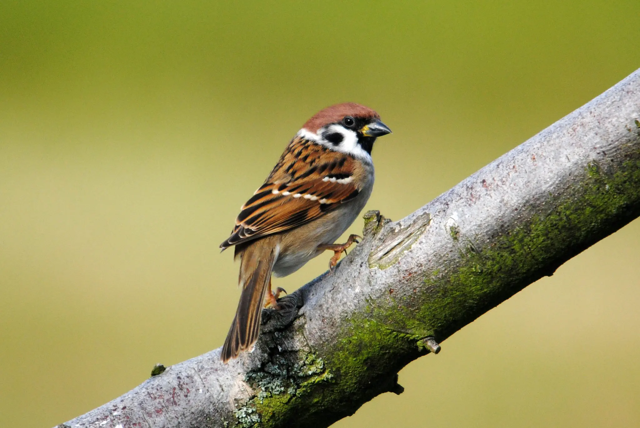 House sparrow vs tree sparrow | Wildlife blog | Scottish ...