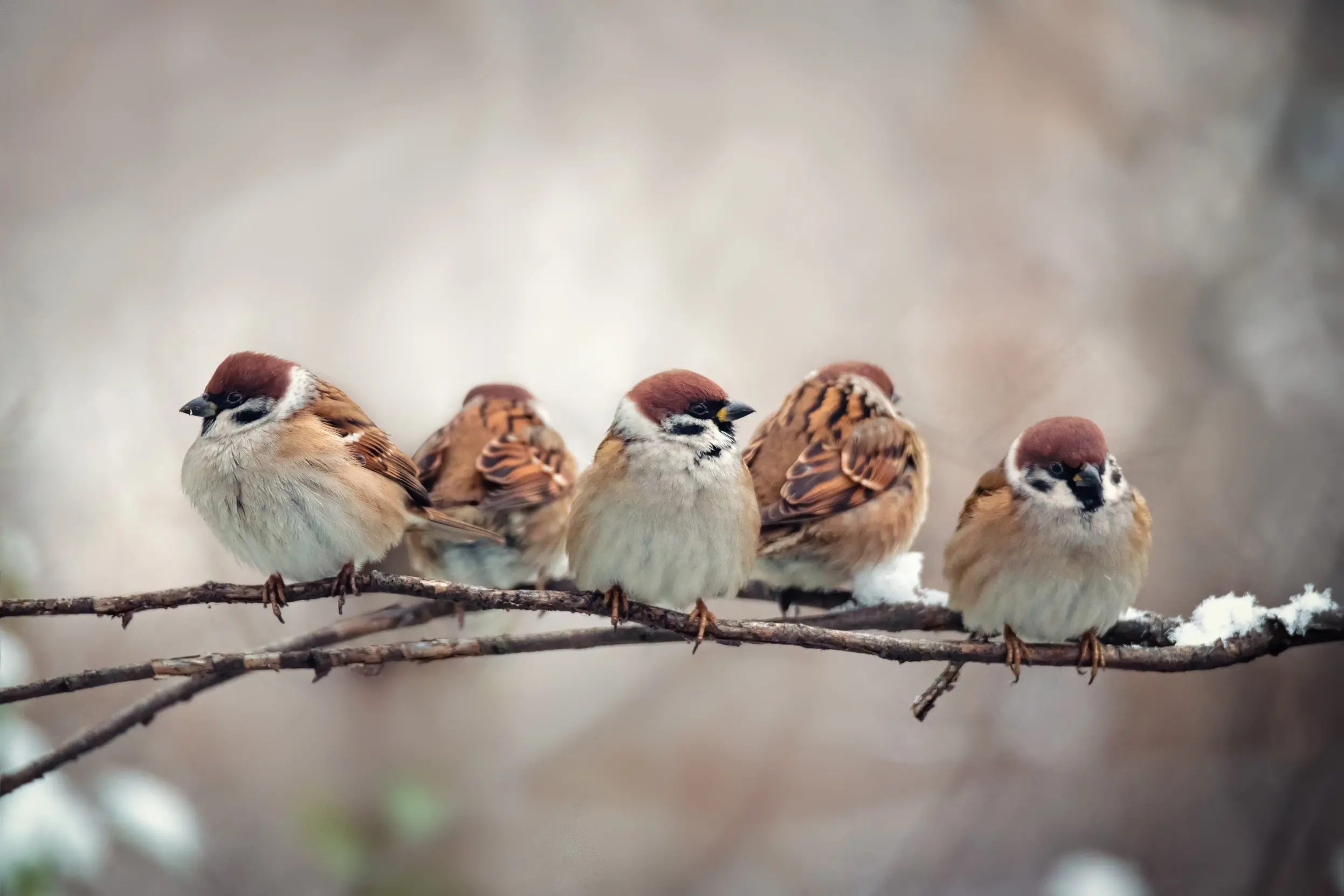 Tree Sparrow Bird Facts | Passer Montanus