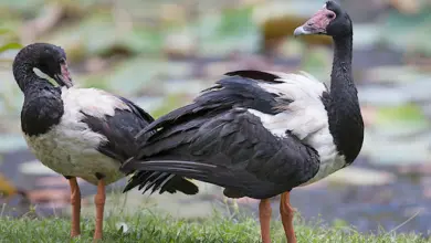 Magpie Goose: Physical Traits, Habitat, Behavior and Conservation