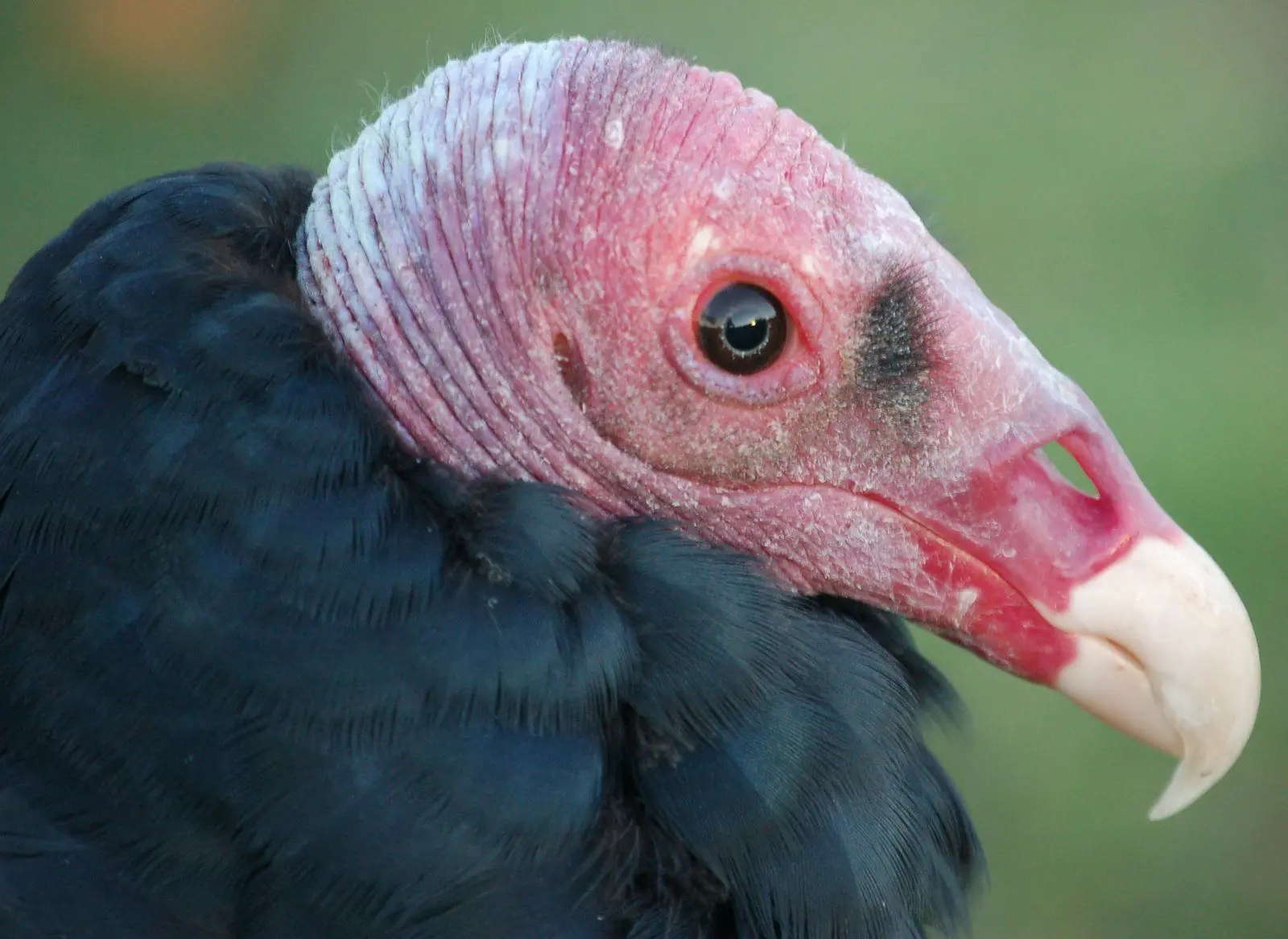 Smithsonian Insider – Study shows turkey vulture is doubly ...