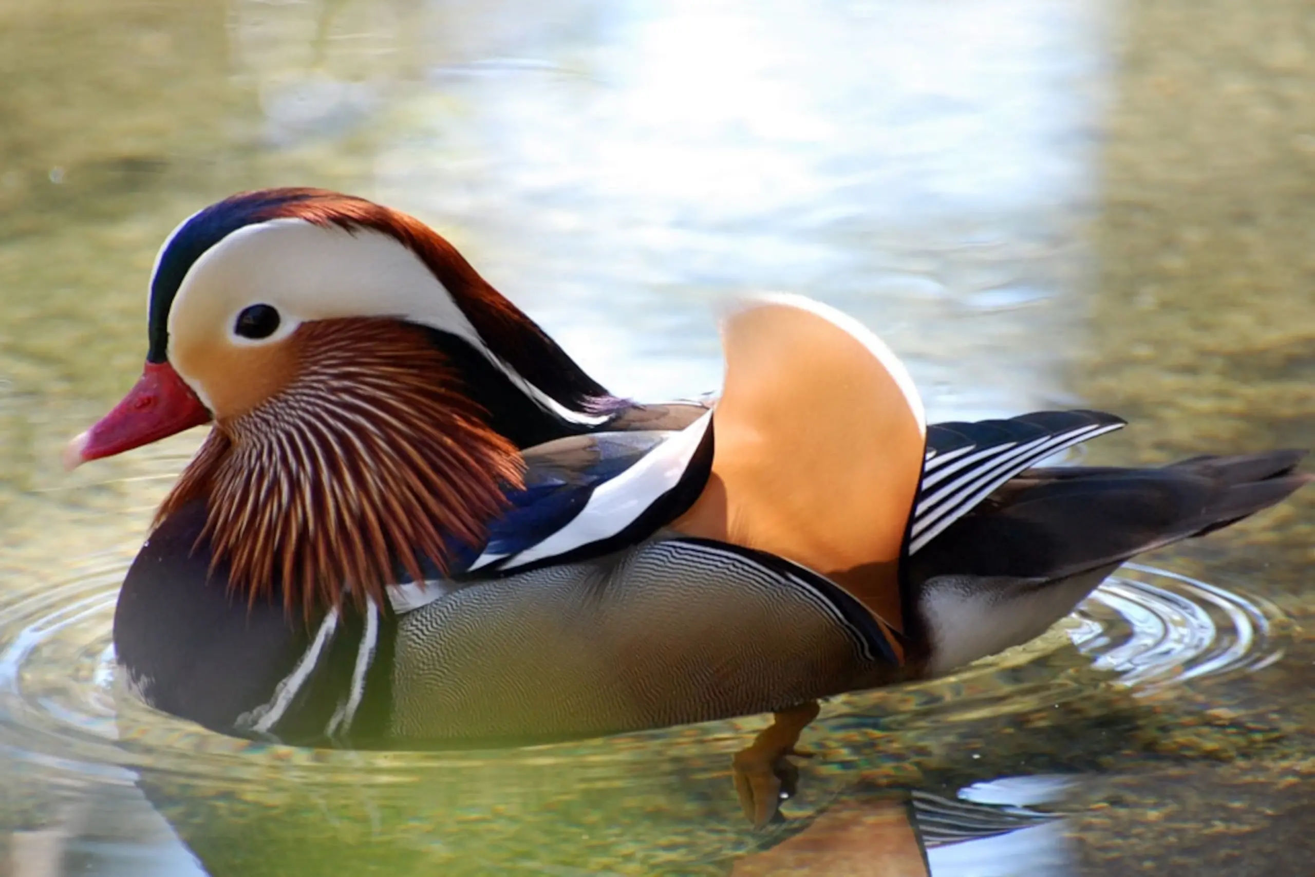 Waterfowl Pictures - National Geographic