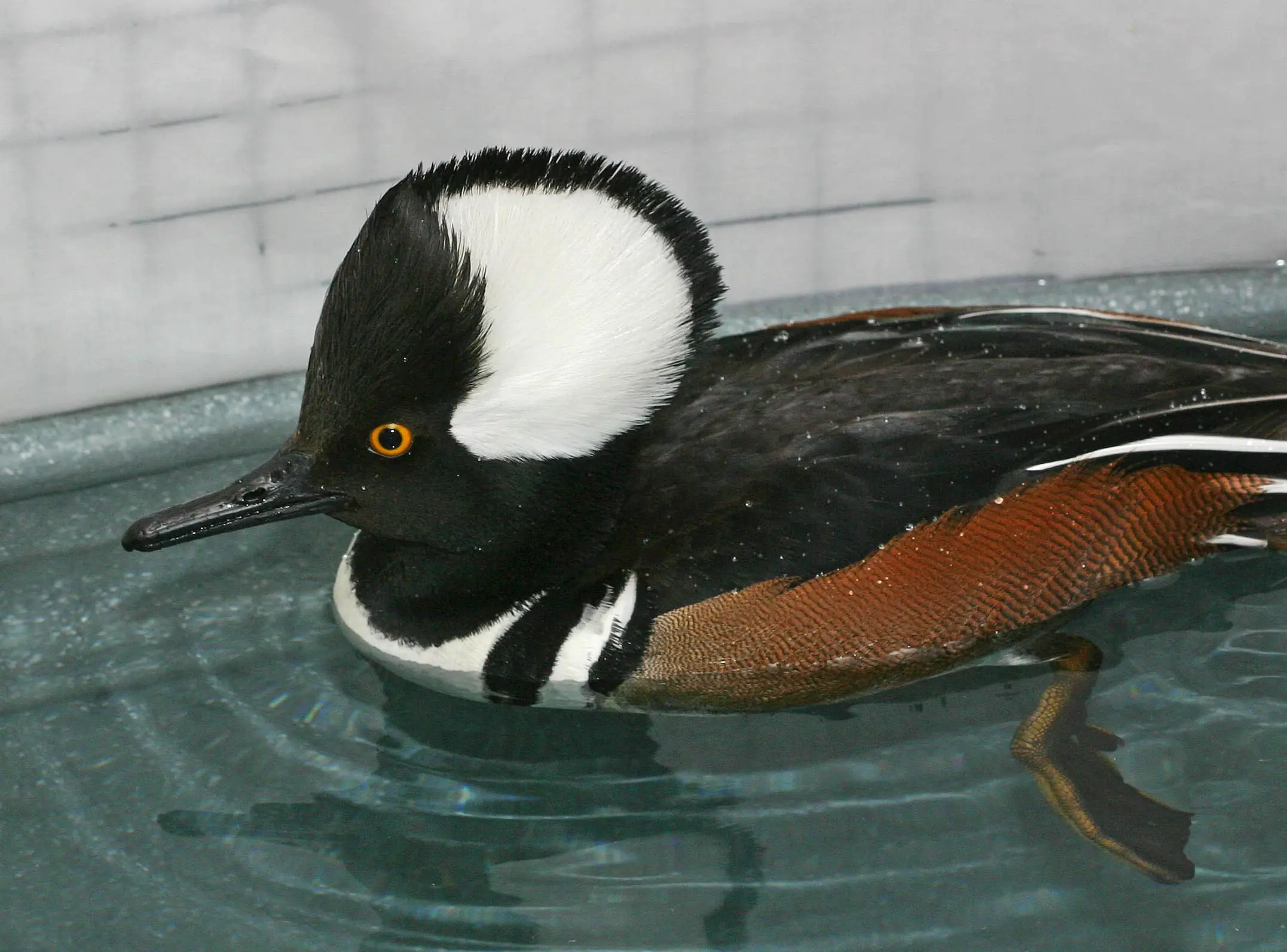 Waterfowl - PAWS