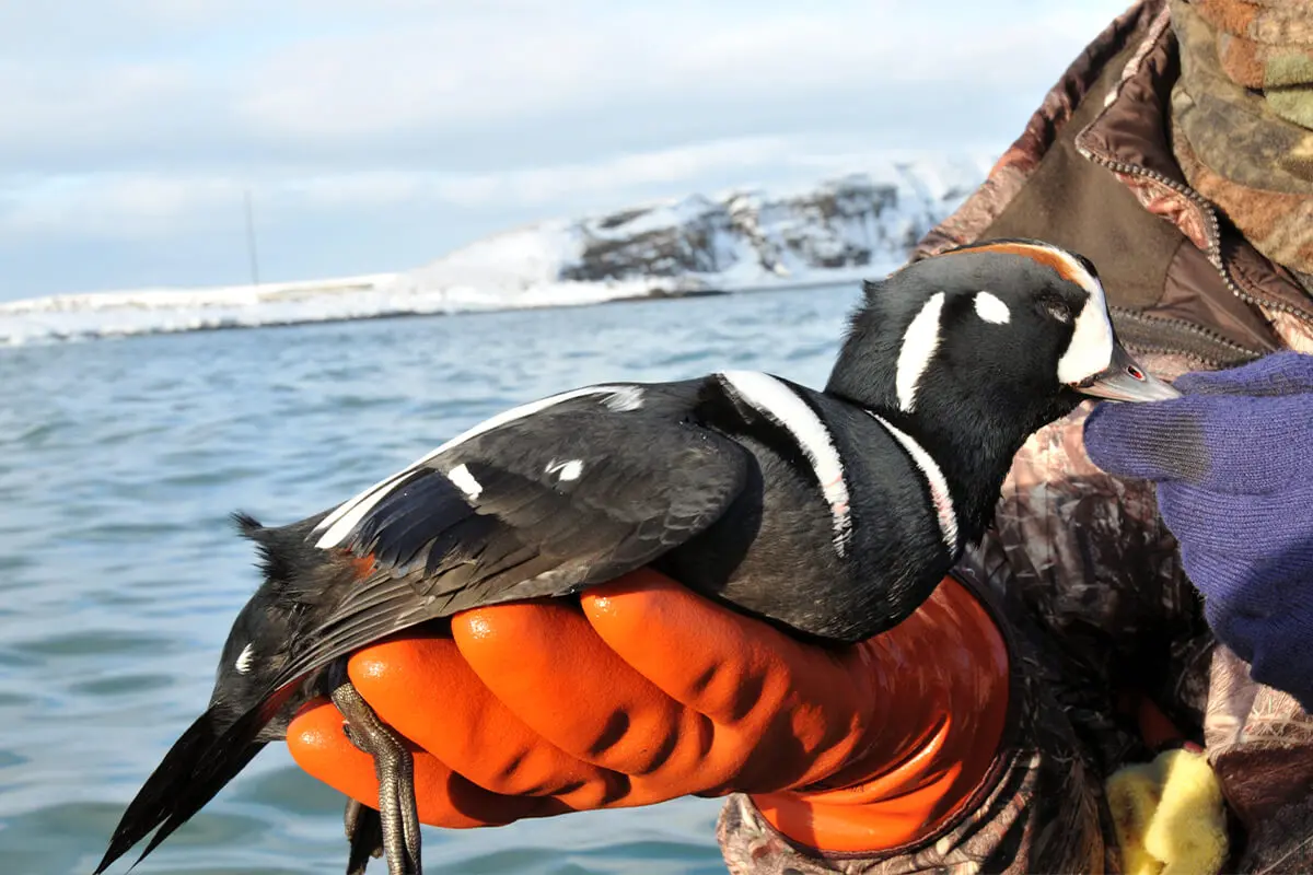 The Guide to Completing the North American Waterfowl Grand S ...