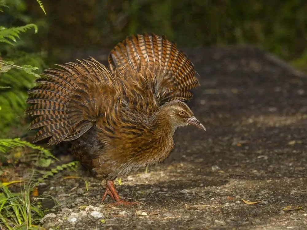 Weka Bird: A Comprehensive Guide to Its Biology, Behavior