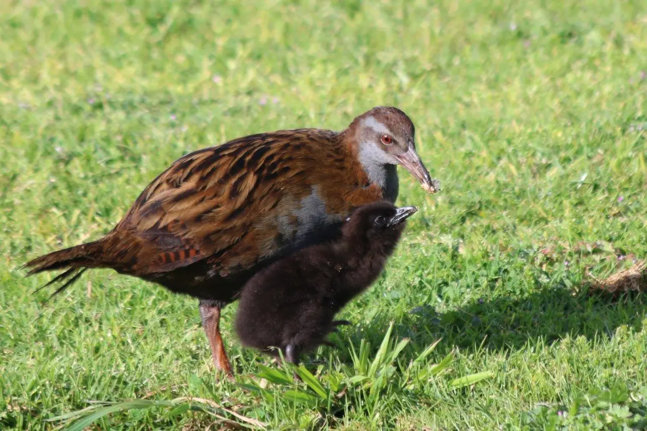 Weka Bird: A Comprehensive Guide to Its Biology, Behavior