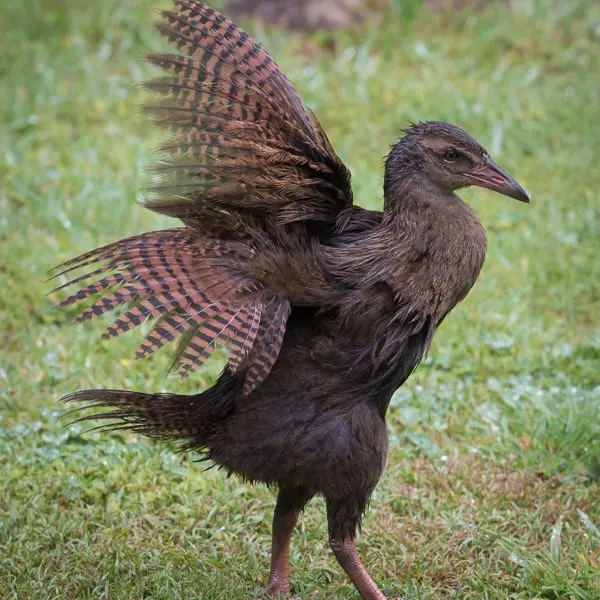 Weka Bird: A Comprehensive Guide to Its Biology, Behavior