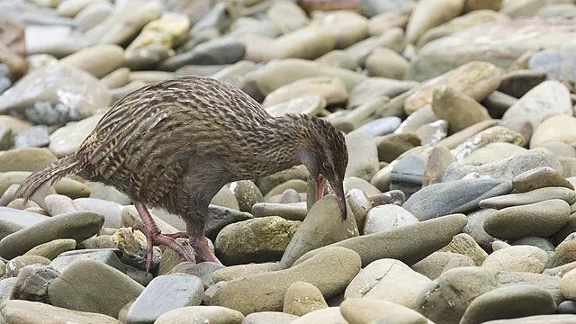 Weka Bird: A Comprehensive Guide to Its Biology, Behavior