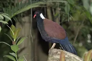 Black-naped Pheasant Pigeon: Status, Threats, and Indigenous Views