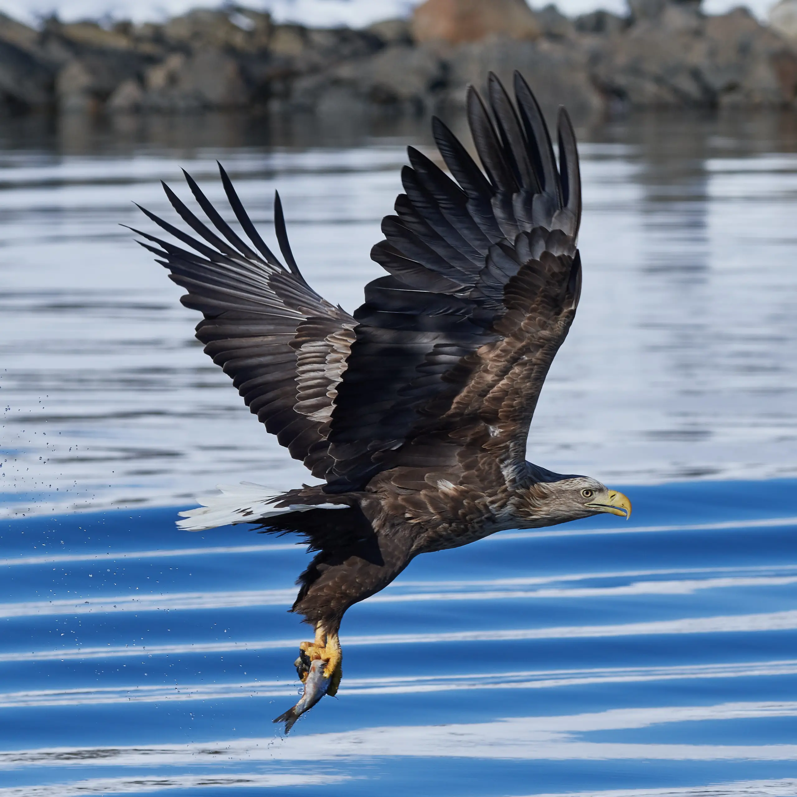 White-tailed eagle - Wikipedia