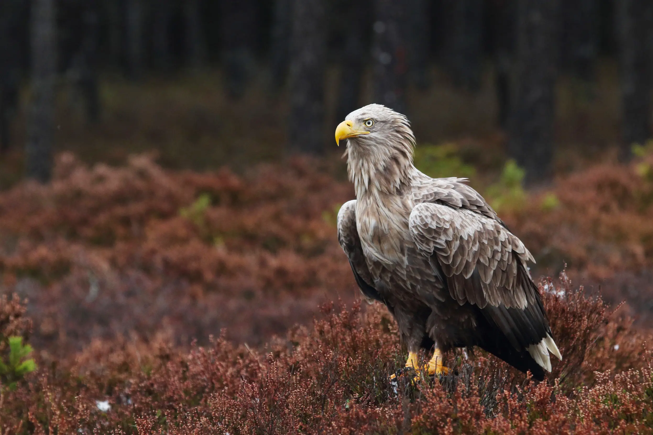 White-Tailed Eagle Facts | Haliaeetus Albicilla