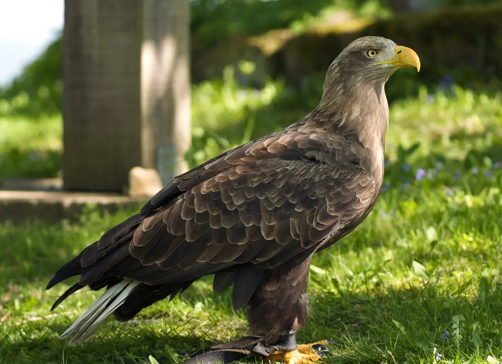 White-tailed Eagle (Greenland / Baffin Bay - Birds ...