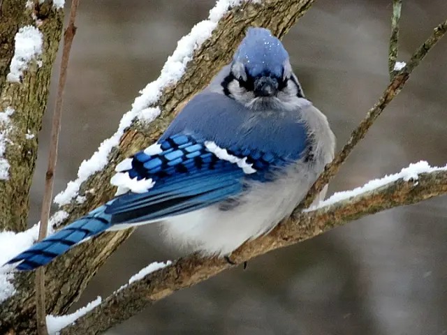 Enjoy Winter! Birds of a Feather - Natural Lands