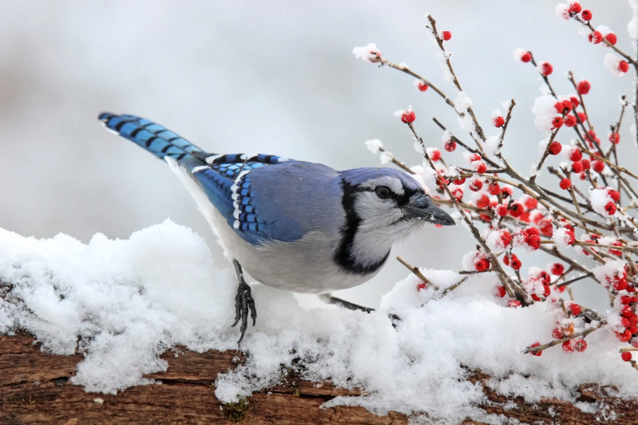 Get your flock outside for some winter bird-watching