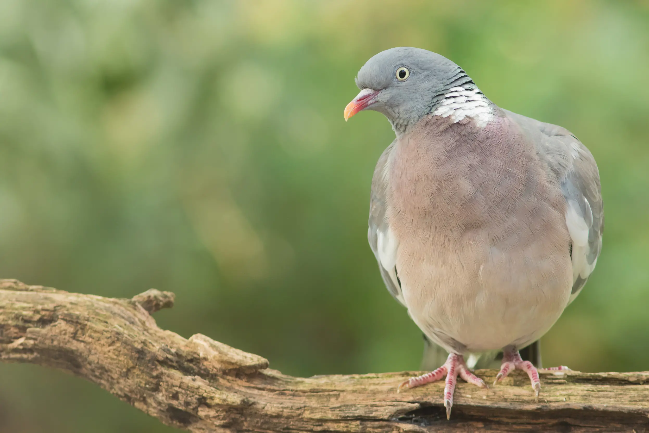 Wood Pigeon Bird Facts | Columba Palumbus