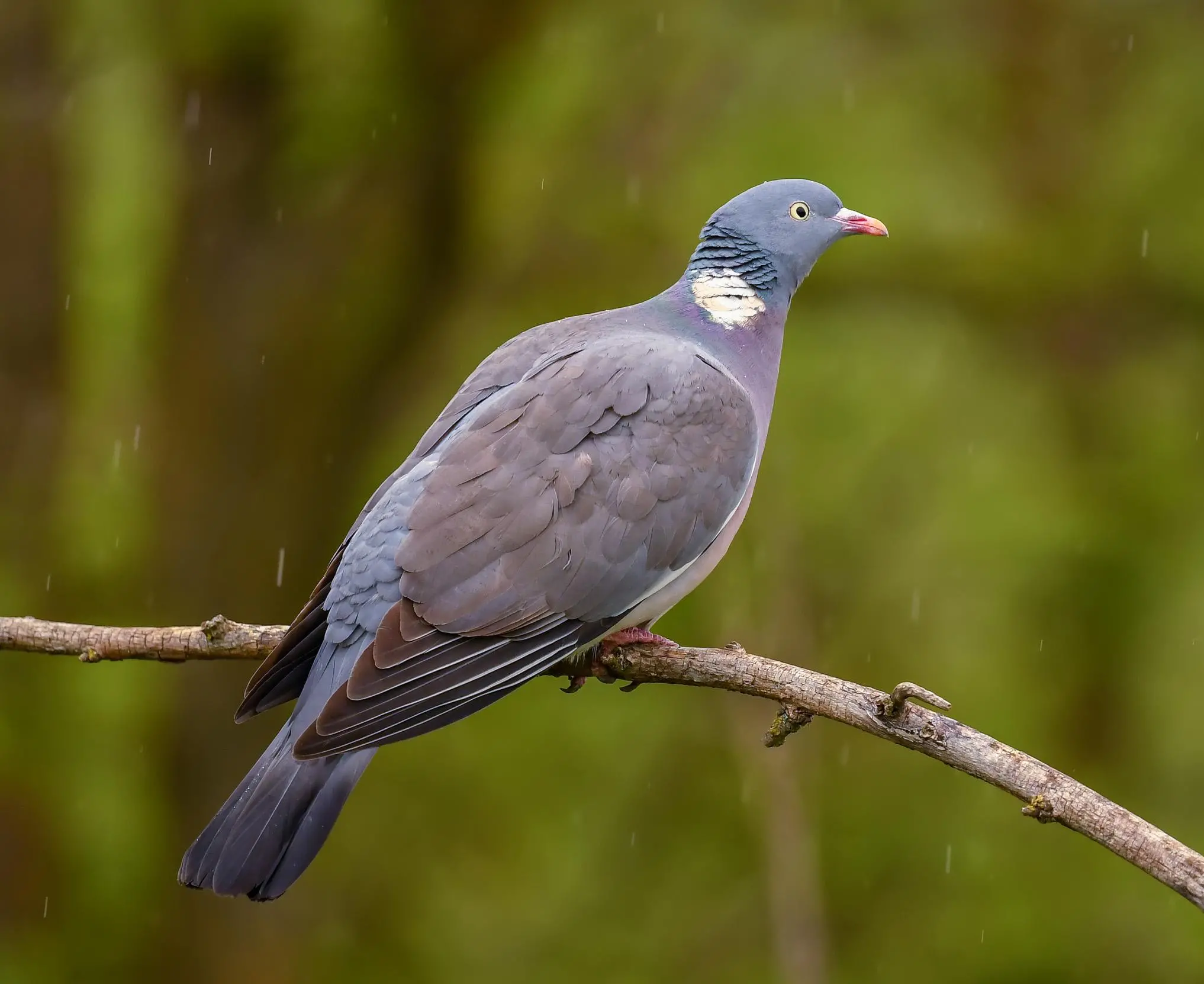 Wood Pigeon Bird Facts | Columba Palumbus